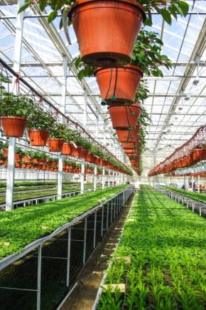  Aménagement des serres à l'intérieur: astuces de planification