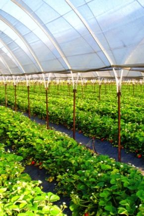  Choisir le chauffage pour une serre d'hiver en polycarbonate