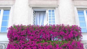  Fleurs pour le balcon
