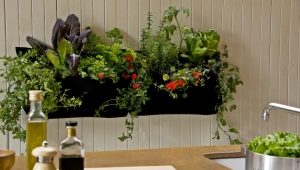  Plantes pour la cuisine
