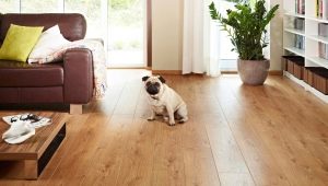  Was tun, wenn das Laminat knarzt?