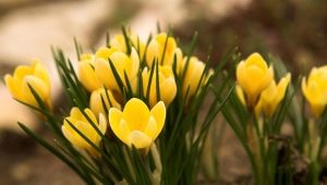  Trucs de l'aménagement paysager: choisissez des fleurs pour les parterres de printemps