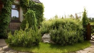  Use of mountain pine in landscape design