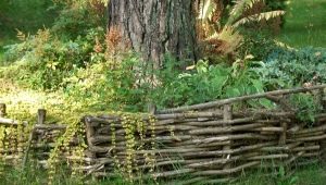  Wattle: de beaux exemples en aménagement paysager