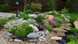  Plantes alpines: noms et directives d'entretien