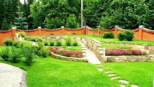  Rolled lawn: recommendations for selection and care