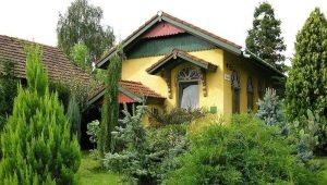  Subtleties of landscape design: the rules for selecting and planting conifers