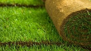  Laying turf: material features and laying technology