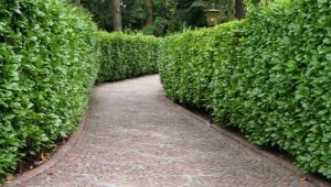  Hedge: green fences in landscape design