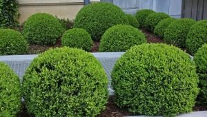  Toui in landscape design: varieties and rules of care