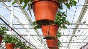  Aménagement des serres à l'intérieur: astuces de planification