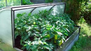  Comment construire une serre Breadbox?