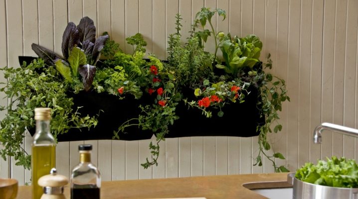  Plantes pour la cuisine