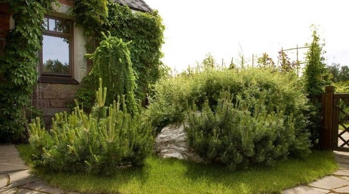 Use of mountain pine in landscape design