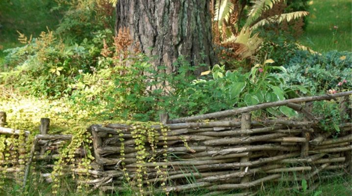  Wattle: beautiful examples in landscape design