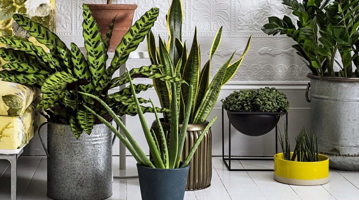  Plants in the interior of a residential house