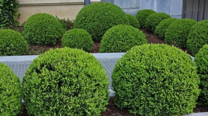  Toui in landscape design: varieties and rules of care