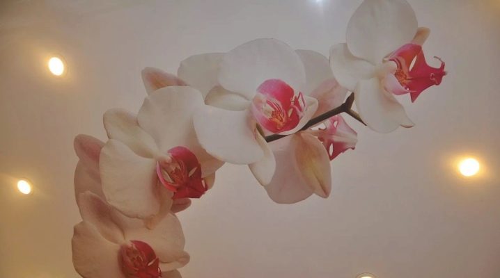  Stretch ceilings with orchid: a romantic interior in your home
