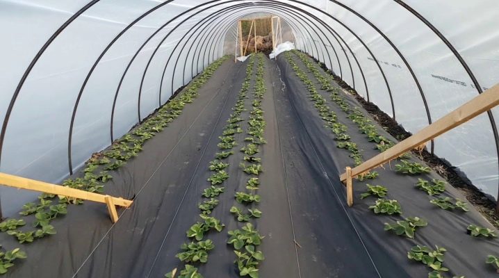  Lits chauds dans la serre: instructions détaillées pour la fabrication