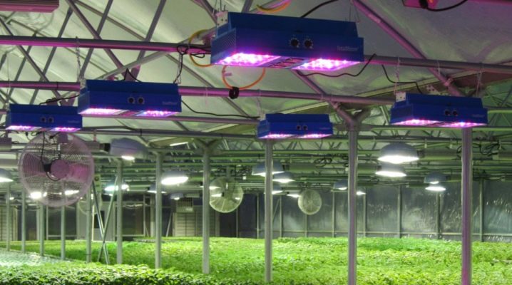  Lampen für Gewächshäuser: Auswahlkriterien