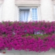  Fleurs pour le balcon