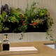  Plantes pour la cuisine
